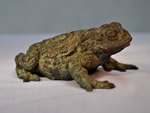 Studio Toad - See larger image